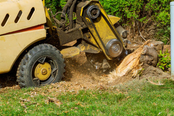 Best Tree Pruning Services  in Pennington Gap, VA